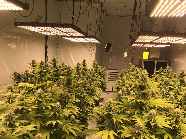 Latest company case about Grow room with BAVAGREEN 720W Grow Light