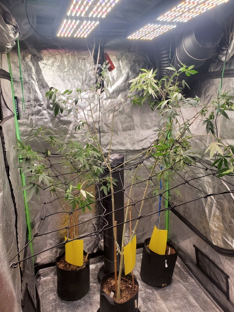 Latest company case about 480w Grow Light for 4 X4 tent