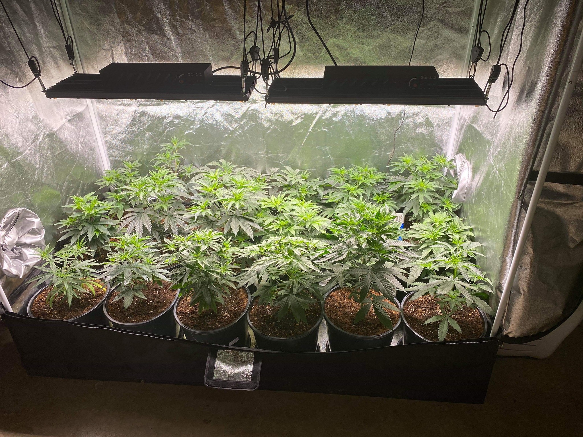 Latest company case about Cannabis growing  inent