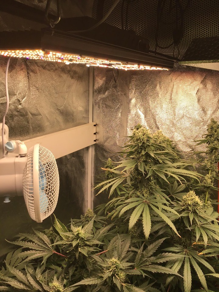 Latest company case about 2X4 Grow tent kit for cannabis growith