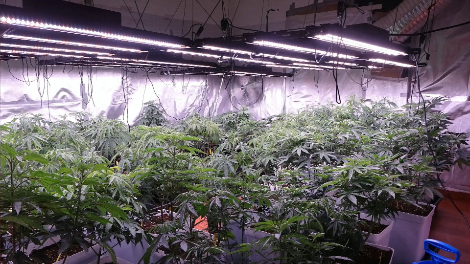 Latest company case about BAVAGREEN 800W Grow Bar light
