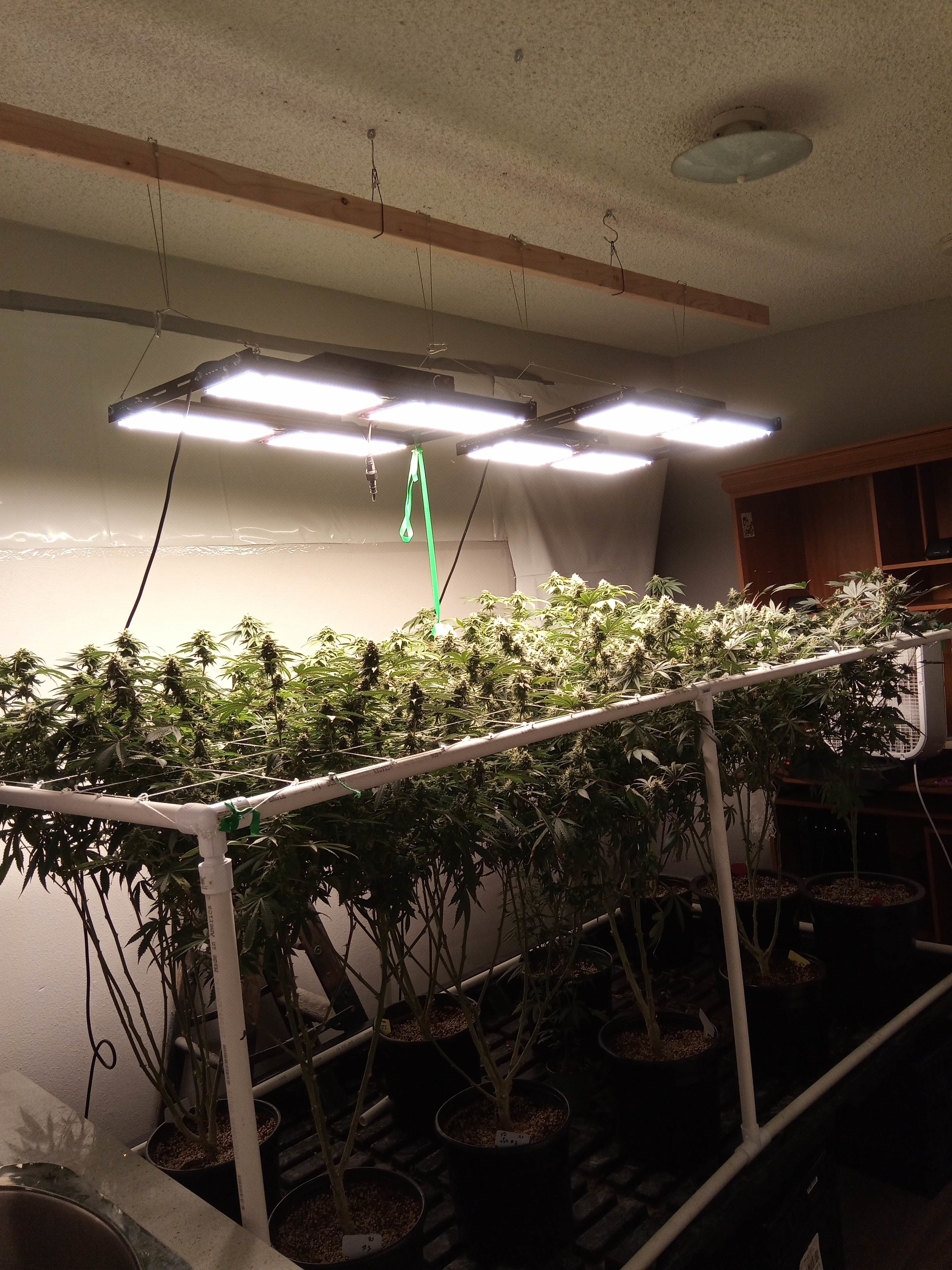 Latest company case about BAVAGREEN Samsung LM301H  480W LED Grow Light