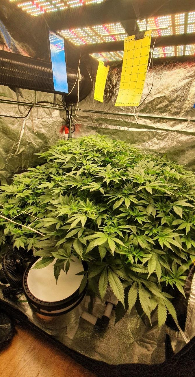 Latest company case about 480w pro samsung led grow light