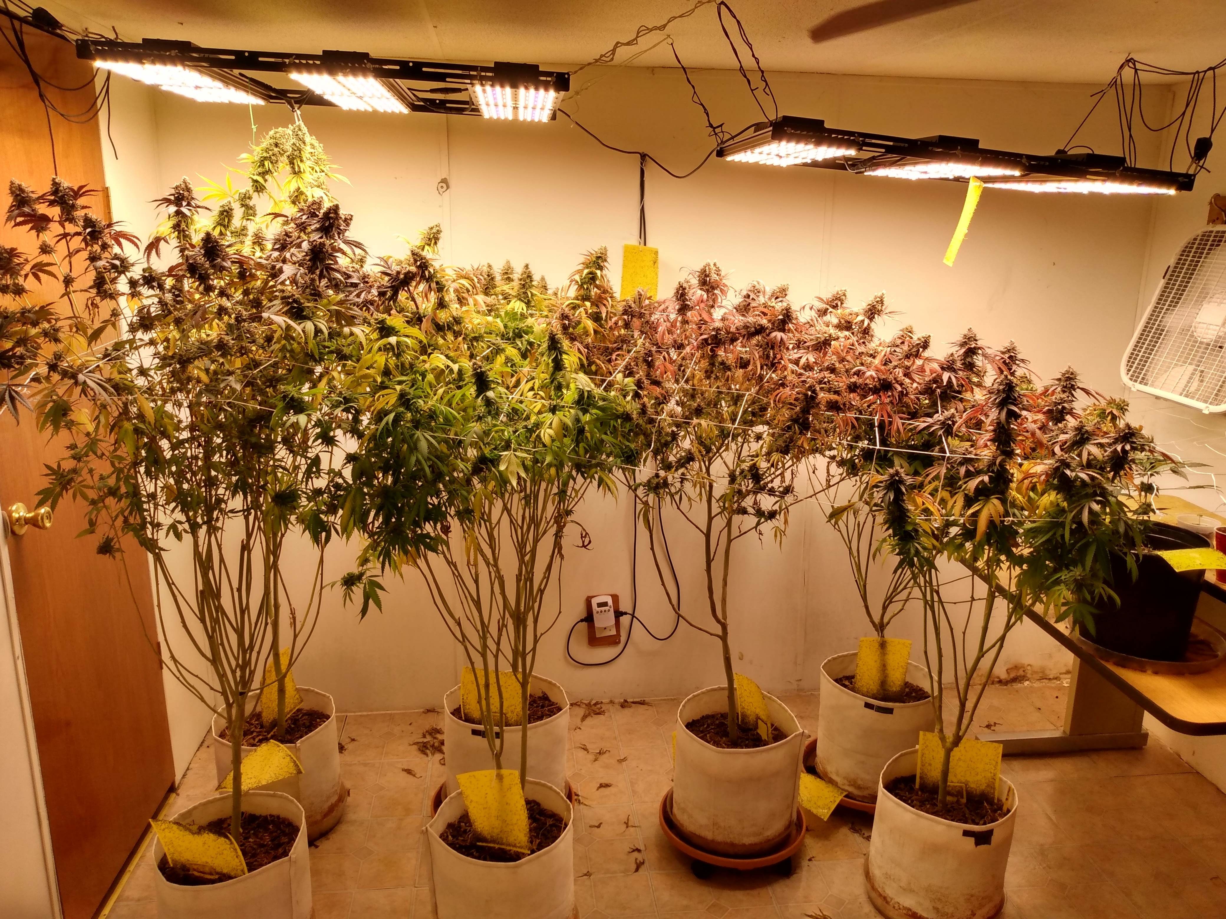 Latest company case about BAVAGREEN Samsung LM301H  RED UV 720W LED Grow Light