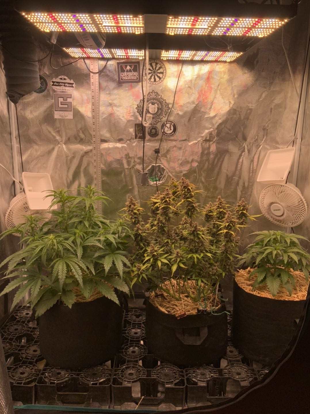 Latest company case about BAVAGREEN 480W PRO Grow Light