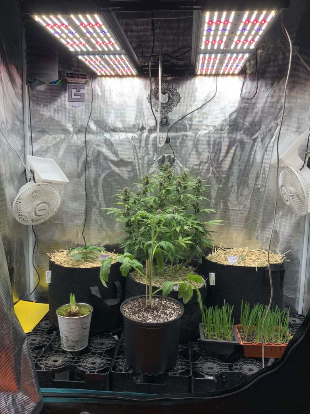 Latest company case about bavagreen 480w samsung grow light