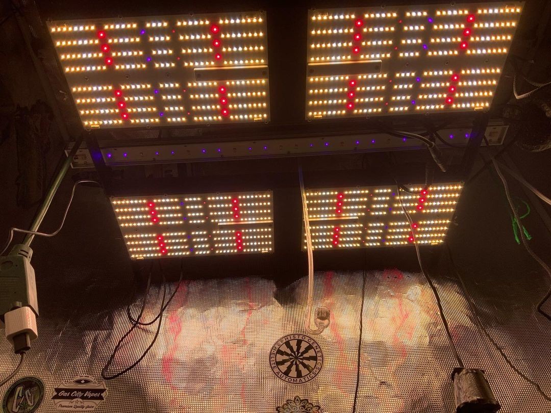 Latest company case about BAVAGREEN 480W GROW LIGHT with uv booster