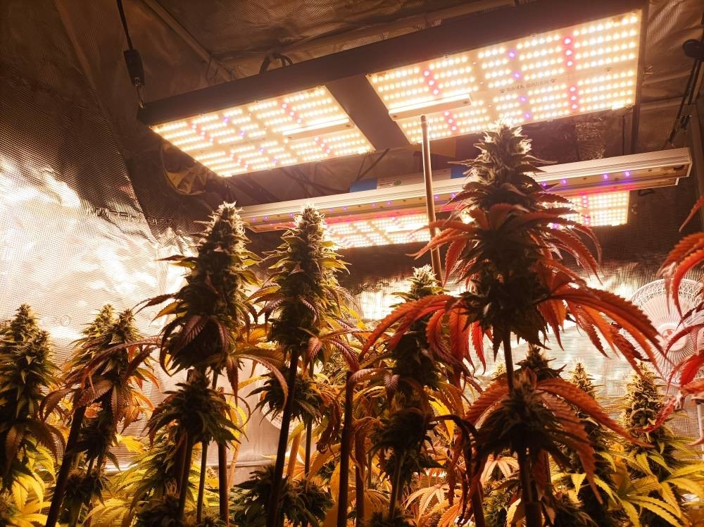Latest company case about 4X4 ft grow tent with BAVAGREEN 480w pro grow light