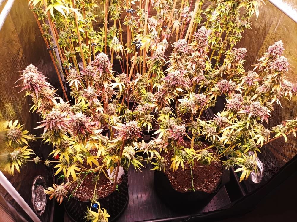 Latest company case about Application of Cannabis indoor