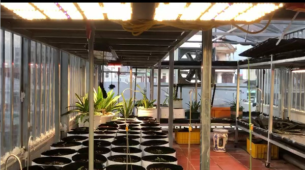 Latest company case about Orchid growing indoor