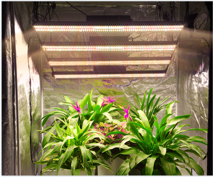 Hydroponic Tent 800W LM301H LED Grow Light 2080umol/S Full Spectrum