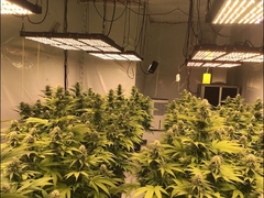 Dimmer 720w Pro Samsung Grow Light Application Introduction Video