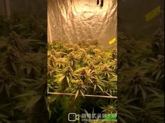 480W 5x5 LM301H LED Grow Light 3000k 5000k UVB Led Grow Light