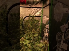 White 3000k Dimmable LM301H SAMSUNG Full Spectrum LED Grow Light