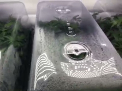 3500K 285*165mm PCB LM301B LED Grow Light Meanwell Driver