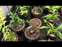 240w Pro Grow Light Fror Orchid Indoor Dimmable Full Spectrum