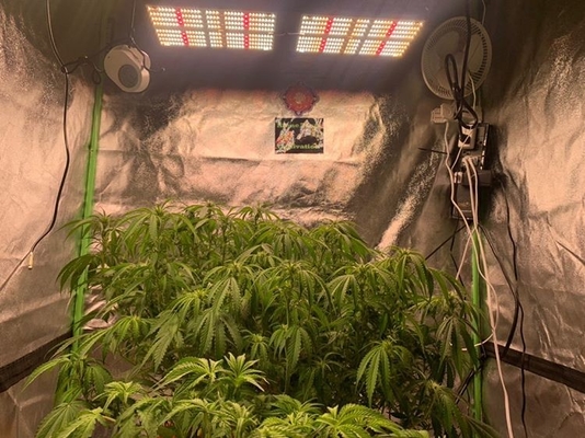 3 Plants Smart Grow Tent Set 1680D Mylar 80x80x180cm Grow Box with240W Samsung LM301H LED Lamp and WiFi APP Fan