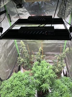 Vertical Farming LM301H Samsung Horticulture LED Hydroponic Grow Lights 4x4