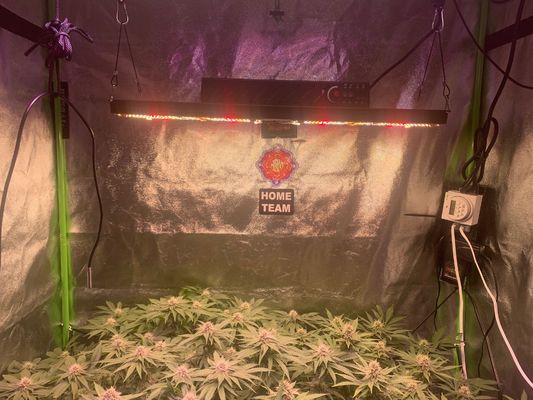 BAVAGREEN 240W LM301H LED Grow Light