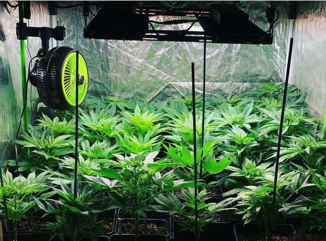 4x4 480W LED Grow Light